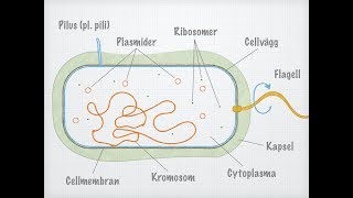 Bakteriecellens uppbyggnad [upl. by Aisaim]