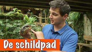 Alles over de waterschildpad 🐢  DierenpraatTV [upl. by Galvan501]