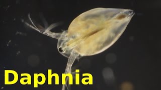 Daphnia [upl. by Aneehsor670]