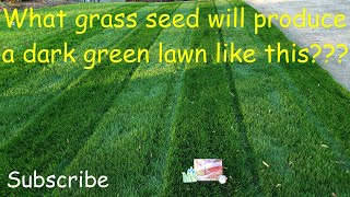 What grass seed produces a dark green lawn [upl. by Ahsika]