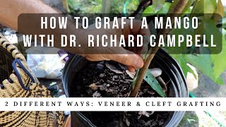 How to Graft a Mango Tree w Dr Richard Campbell [upl. by Aedni]