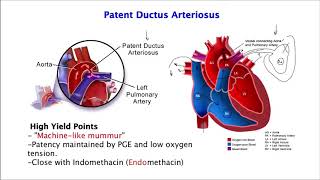 Embryology of Cardiovascular system  Development of heart Part I  Dr Vijaya [upl. by Elacim223]