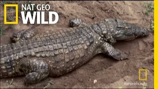 Hatching Crocs  Nat Geo Wild [upl. by Annor]