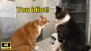 These Cats Speak English Better Than Hooman [upl. by Sinnaiy]