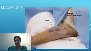 Canine Intraarticular Injection Technique  A Detailed Guide for Veterinary Surgeons [upl. by Lauryn]