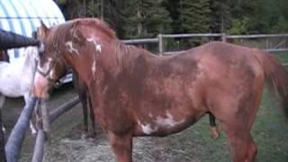 very willing to breed Paint Stallion quotDuke Double O Sevenquot [upl. by Bilek]