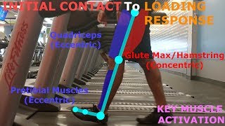 THE PHASES OF WALKING GAIT CYCLE BREAKDOWN [upl. by Alenairam]