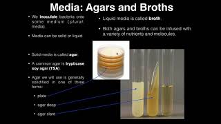 Lab Exercise 1 Introduction to Microbiology [upl. by Aisyat386]