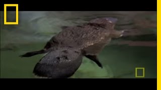 Platypus Parts  National Geographic [upl. by Alleb]