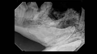 Veterinary Dentistry Case Dentigerous Cyst Excision in a Dog [upl. by Meyer]