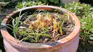 Agapanthus in Pots [upl. by Clemente]