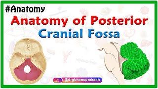 Anatomy of Posterior cranial Fossa [upl. by Roberta]