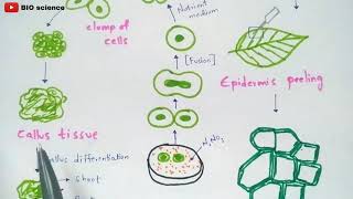 Protoplast culture method  Made easy  Bio science [upl. by Purse727]