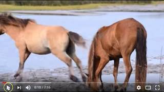 Observing Horse Herd Behavior  Herd Hierarchy amp Pressure and Release [upl. by Eiliah]