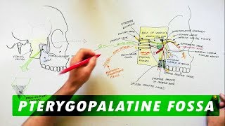 Pterygopalatine Fossa  Boundaries Communications amp Contents [upl. by Elockcin515]