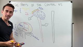 Overview of the Central Nervous System CNS [upl. by Anurb]