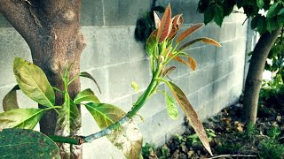 How To Graft Young Avocado Trees [upl. by Valerio912]