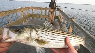 Striper Fishing Barnegat Bay NJ [upl. by Nednerb57]