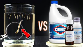 EXPERIMENT MOSQUITO LARVAE VS CHEMICAL LIQUID  How to Get Rid Mosquito Larvae [upl. by Letnohc960]