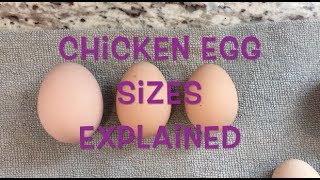 Chicken Egg Sizes Explained [upl. by Stedt]