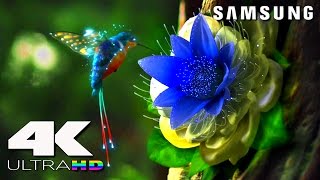 4K ULtra HD  SAMSUNG UHD Demo׃ LED TV [upl. by Yeltnarb790]