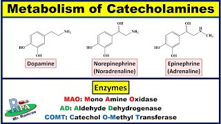 Metabolism of Catecholamines Dopamine Noradrenaline and Adrenaline [upl. by Kayne]