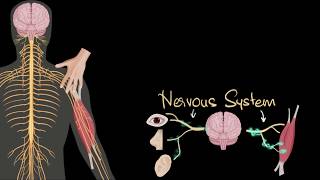 Nervous system central amp peripheral  Control amp Coordination  Biology  Khan Academy [upl. by Atiuqahs]