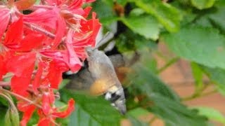 Kolibrifalter  Taubenschwänzchen  Macroglossum stellatarum [upl. by Ybok141]