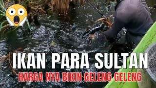 INILAH RAJANYA IKAN CHANNA TERMAHAL KASTA SULTAN DI KALIMANTAN MINI FISHING CAMP 387 [upl. by Mcbride]