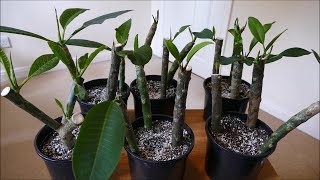 Frangipani Cuttings [upl. by Yuu]