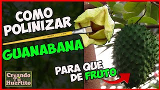 CÓMO POLINIZAR GUANÁBANA PARA QUE DE FRUTOS  HOW TO POLLINATE GUANÁBANA FOR FRUIT [upl. by Yonit949]