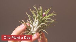 Tillandsia ionantha Houseplant Care — 169 of 365 [upl. by Akili]