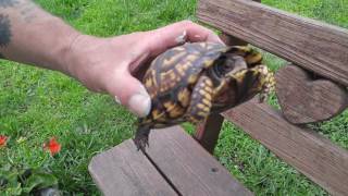 Eastern Box Turtle [upl. by Thorndike]