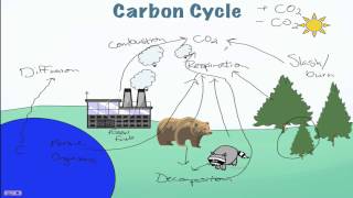 Carbon Cycle Processes [upl. by Lodi440]