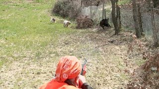 I MIGLIORI MOMENTI DI CACCIA AL CINGHIALE Stagione 20172018  Top 19 moments of Wild Boar Hunting [upl. by Nivag162]