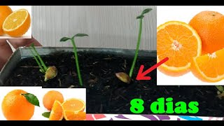 como germinar naranjas METODO FACIL Y RAPIDO huerta casera germinar naranjas [upl. by Htidra]