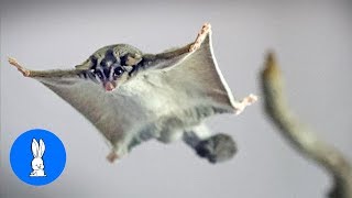 SUGAR GLIDERS Flying  Funny amp Cute Compilation [upl. by Weaks478]