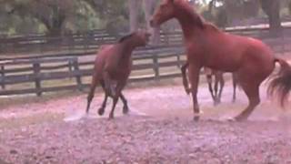 Horses fighting for hierarchy of herd order a natural behavior to be used in behavioral training [upl. by Zellner]