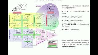 Steroidogenesis  The Biosynthesis of Steroids from Cholesterol [upl. by Wrand]