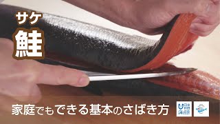 鮭（さけ）のさばき方  How to filet Salmon ｜日本さばけるプロジェクト（海と日本プロジェクト） [upl. by Aytak358]