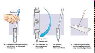 What is Karyotyping [upl. by Ahtanamas905]