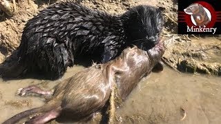 My Mink Brocc and Rocky Hunting Muskrats [upl. by Hawk]