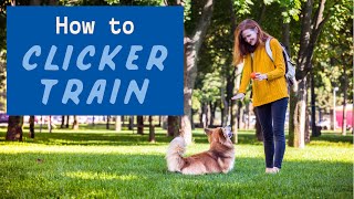 Dog Clicker Training Guide  How to Clicker Train A Dog [upl. by Press57]