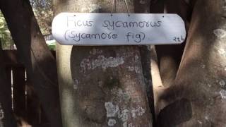 Sycomore Fig  Ficus sycomorus [upl. by Inah]