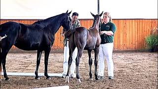 Akinori Charlottes Creek Farm Hilltop Oldenburg Horse Breeders Society Inspection Jumping 2010 [upl. by Aksehcnarf]