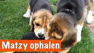 Eindelijk Matzy ophalen 🐶  DierenpraatTV [upl. by Ahsiya]