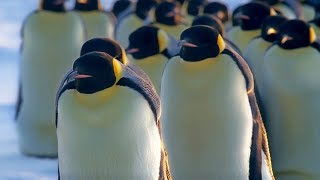 How Does Huddling Help Penguins Stay Warm  BBC Earth [upl. by Fatsug]