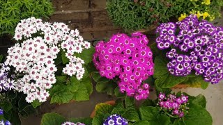 Cineraria AZ caring [upl. by Ledoux]