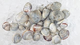 CLAMMING NEW JERSEYS BARNEGAT BAYISLAND BEACH STATE PARK [upl. by Nyladnarb]