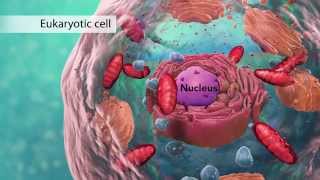 Biology Cell Structure I Nucleus Medical Media [upl. by Venditti]